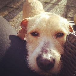 Close-up portrait of a dog