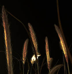 Close-up of plants growing on field