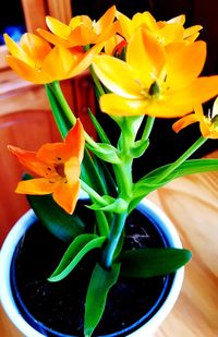 Close-up of yellow flowering plant on table