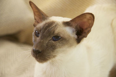 Close-up of a cat looking away