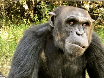 Close-up portrait of a monkey