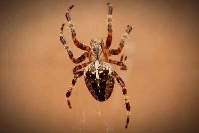 Close-up of spider on web