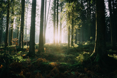 Scenic view of trees and plants in forest