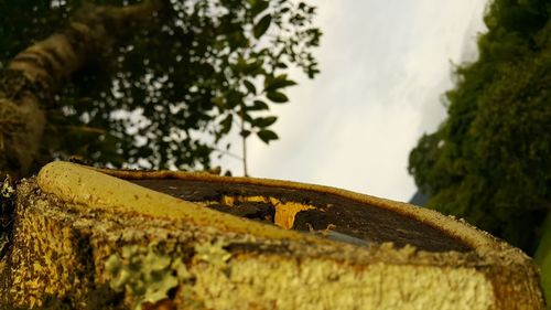 Close-up of abandoned leaves on wood against sky