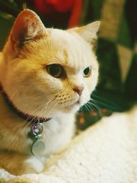 Close-up portrait of a cat