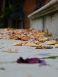 Close-up of leaf on ground