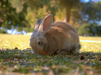 Side view of rabbit sitting on field