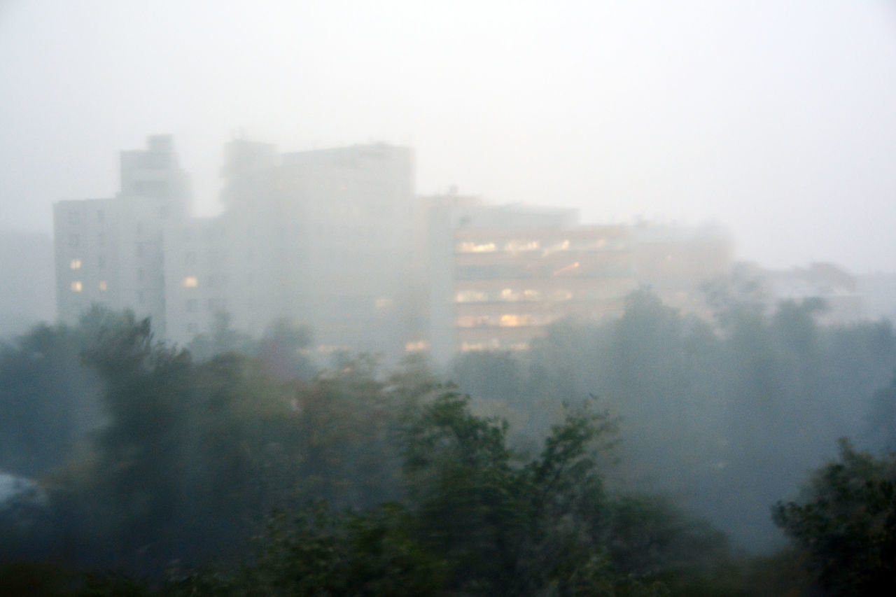 TREES IN CITY AGAINST SKY