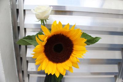 Close-up of sunflower in vase