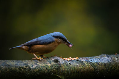 Close-up of bird perching on wood