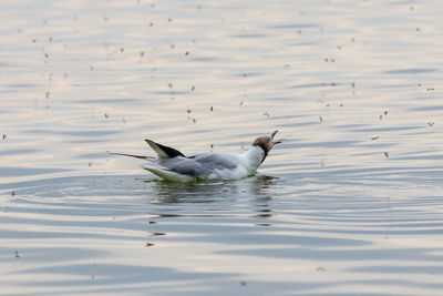 Ducks swimming in lake