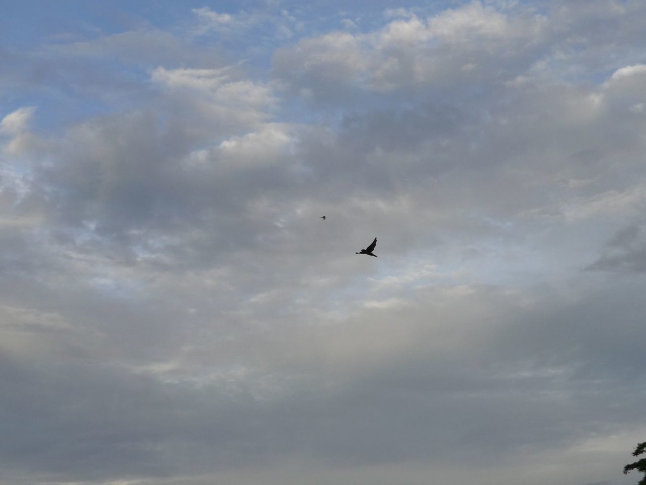 LOW ANGLE VIEW OF BIRD FLYING AGAINST SKY