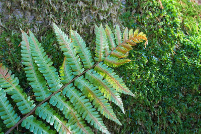 High angle view of succulent plant on field