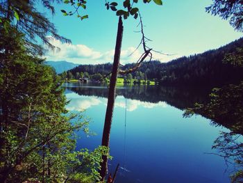 Reflection of trees in calm lake