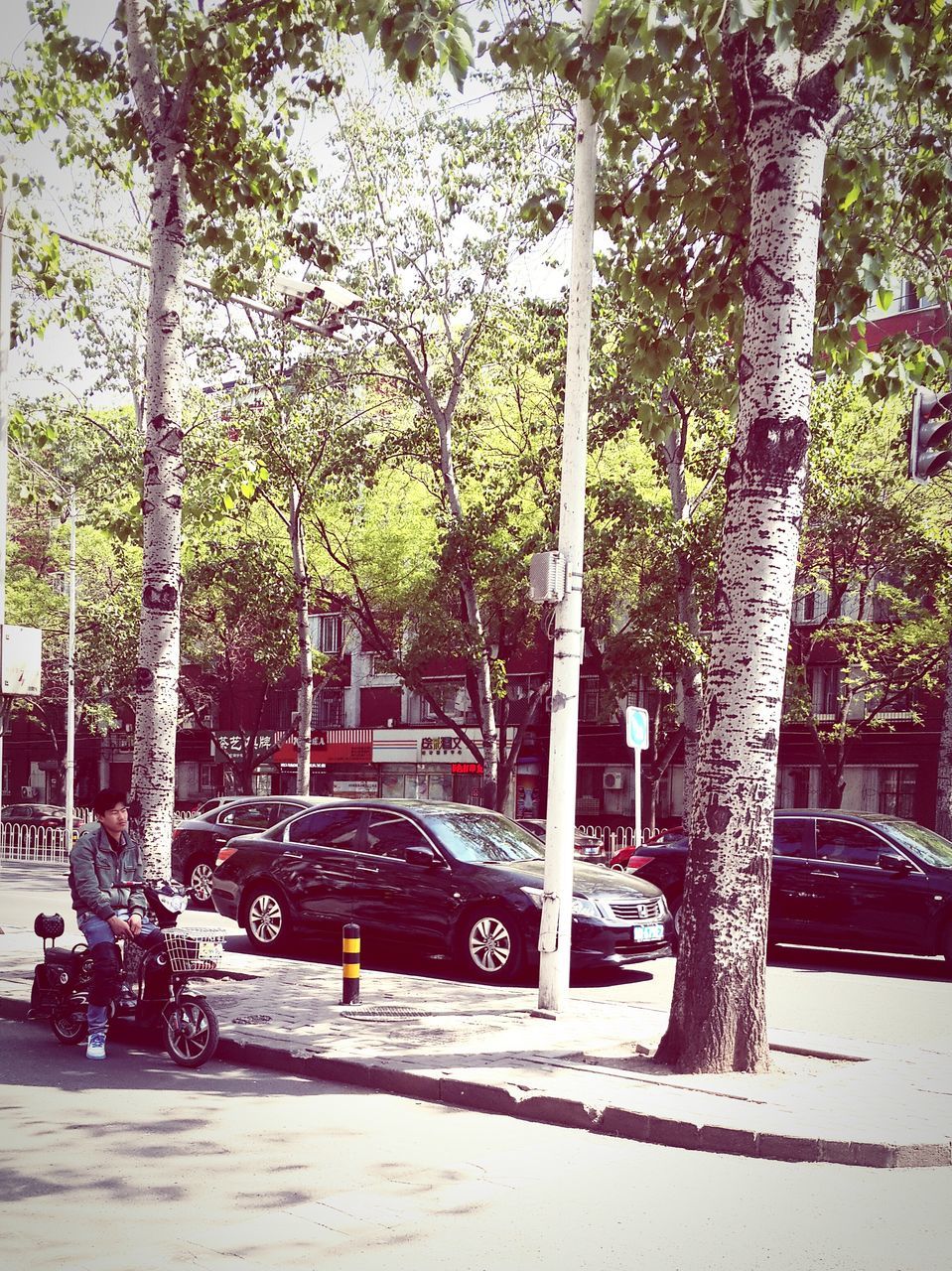 tree, transportation, mode of transport, land vehicle, car, built structure, street, architecture, building exterior, road, city, sunlight, parking, sidewalk, growth, palm tree, stationary, street light, day, parked