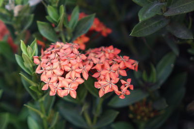 Close-up of red flowering plant