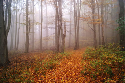 Trees in forest during autumn