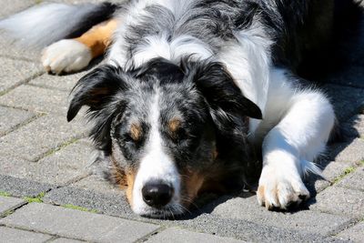 Close-up portrait of dog resting on footpath