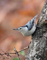 Close-up of bird perching on tree trunk