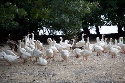 Flock of birds on the land