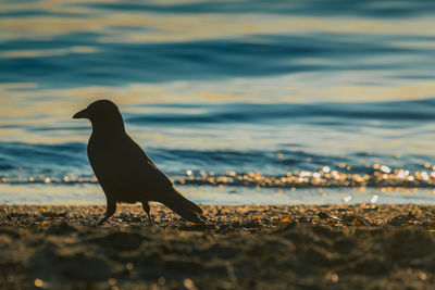 Bird on beach