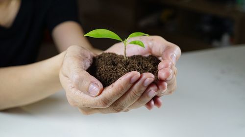 Midsection of woman holding plant in soil