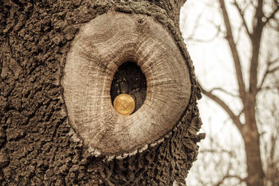 Close-up of tree trunk in winter