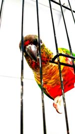 Low angle view of parrot perching on tree against sky