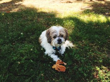 High angle view of dog on field