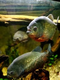 Close-up of fish in aquarium