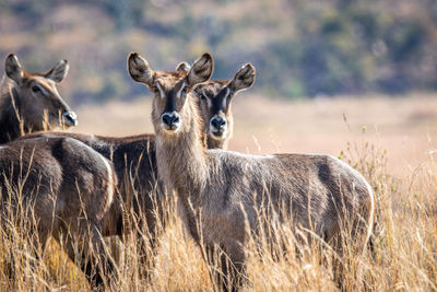 Portrait of deer standing on field