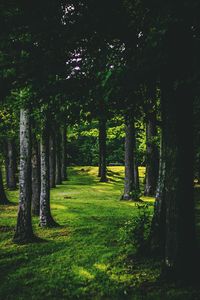 Trees in forest