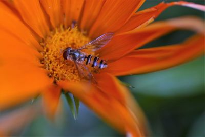 Close-up of honey bee on orange flower