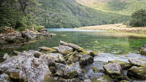 Scenic view of lake in forest