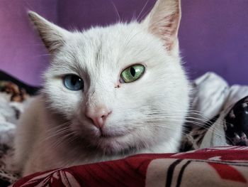 Close-up portrait of cat