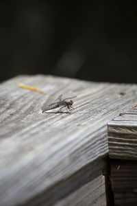 Dragonfly perched on a wooden walkway