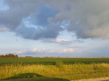 Scenic view of agricultural field against sky