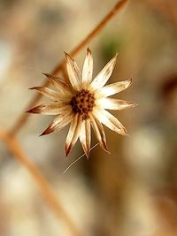 Close-up of flower