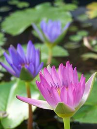 Close-up of pink water lily in lake