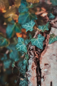 High angle view of ivy growing on tree