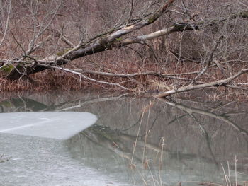 Bare trees in water