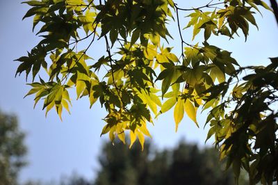 Low angle view of tree against sky