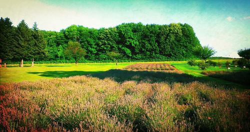 Scenic view of grassy field against sky