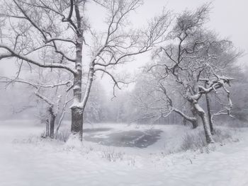 Bare trees on snow covered land