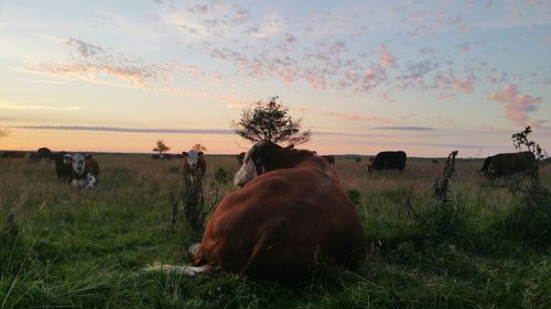 Scenic view of grassy field at sunset