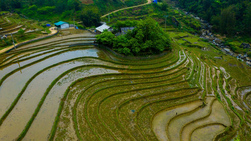 High angle view of rice paddy