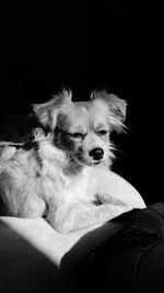 Close-up of a dog looking away