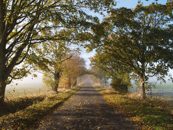 Road amidst trees during autumn