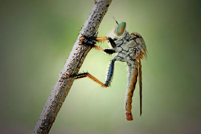 Close-up of robber fly on plant