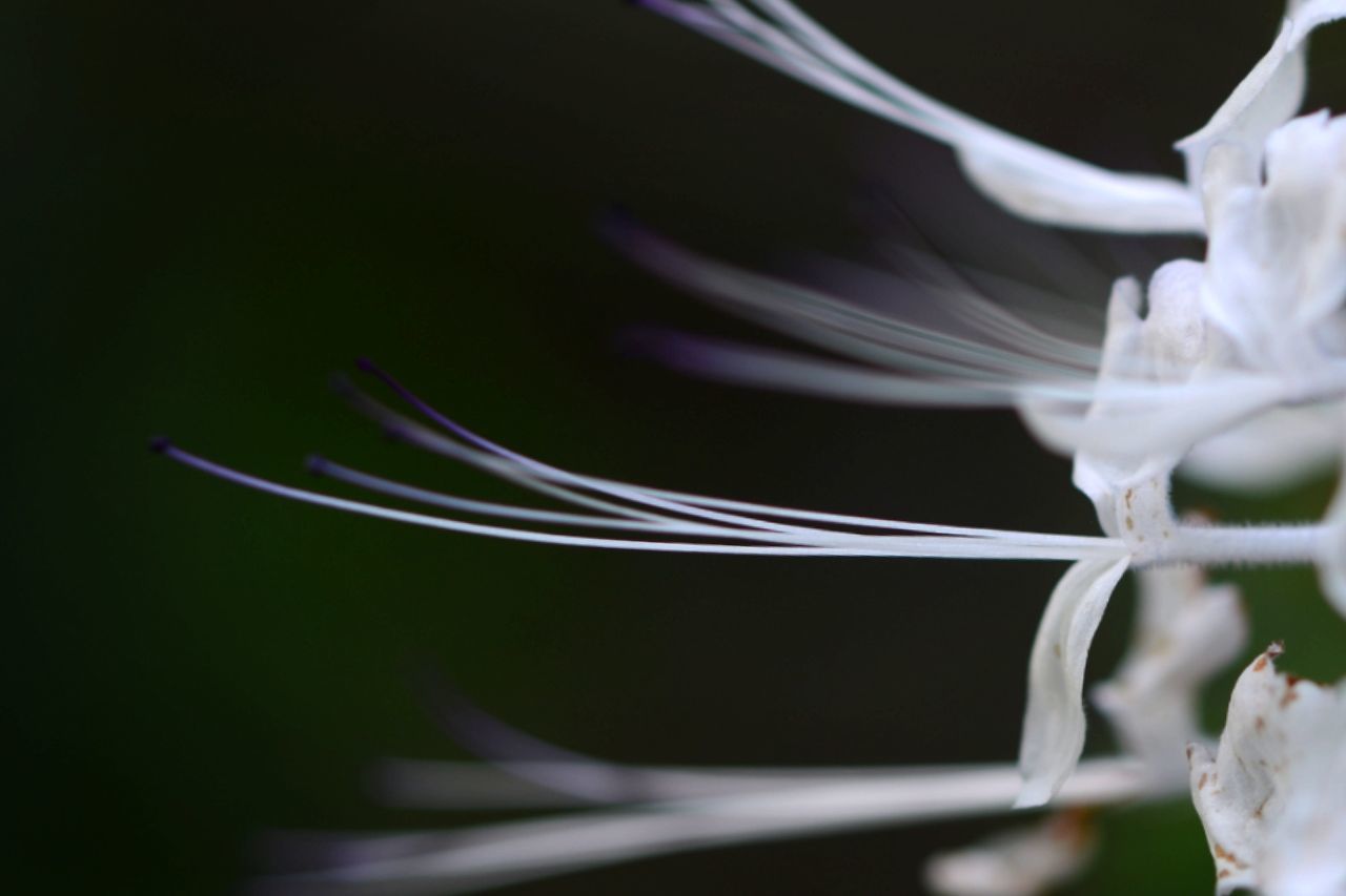 flower, close-up, fragility, petal, white color, focus on foreground, studio shot, flower head, selective focus, nature, freshness, black background, growth, beauty in nature, plant, no people, white, copy space, detail, stem